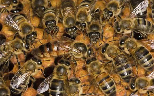 蜂王的特點有哪些? 蜂王的特點有哪些?