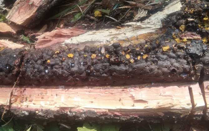 酸蜂怎么找到蜂窩(什么是酸蜂) 酸蜂