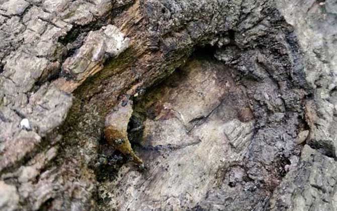 酸蜂怎么找到蜂窩(什么是酸蜂) 酸蜂