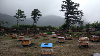 養(yǎng)蜂場一般規(guī)模多大（多大面積養(yǎng)一群蜂合適）