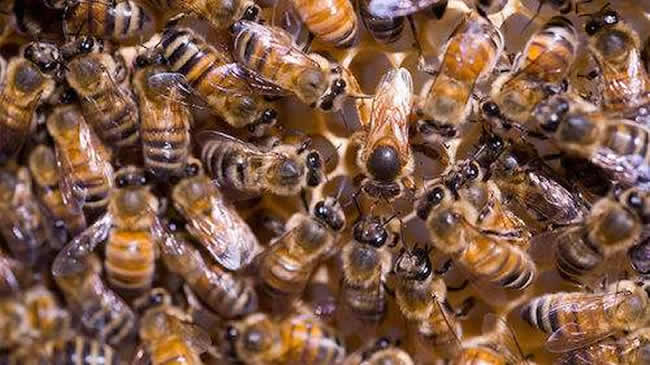 如何讓工蜂停止產卵? 如何讓工蜂停止產卵?