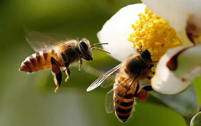 零下多少度會凍死蜜蜂 凍死蜜蜂