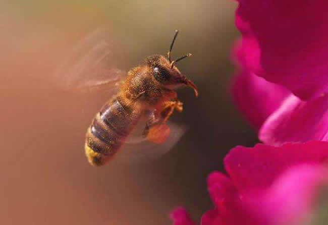 【蜜蜂知識】怎么引來蜜蜂自己養殖? 怎么引來蜜蜂自己養殖?