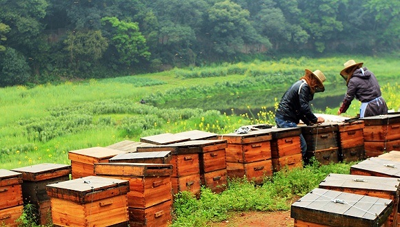 自產(chǎn)蜂蜜如何注冊(cè)商標(biāo)（自產(chǎn)蜂蜜怎么申請(qǐng)商標(biāo)步驟）