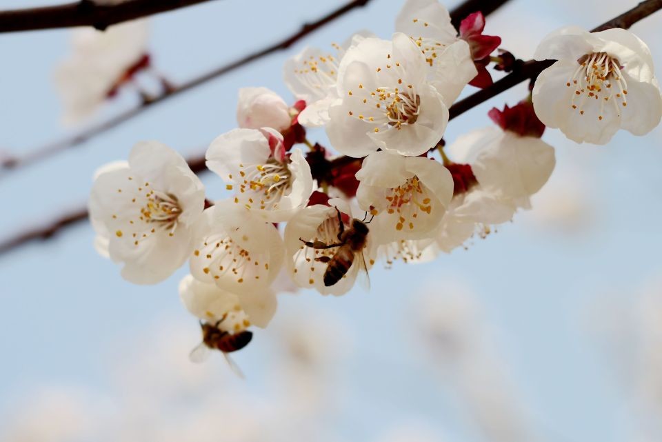 殺蜂螨的最好方法有哪些？