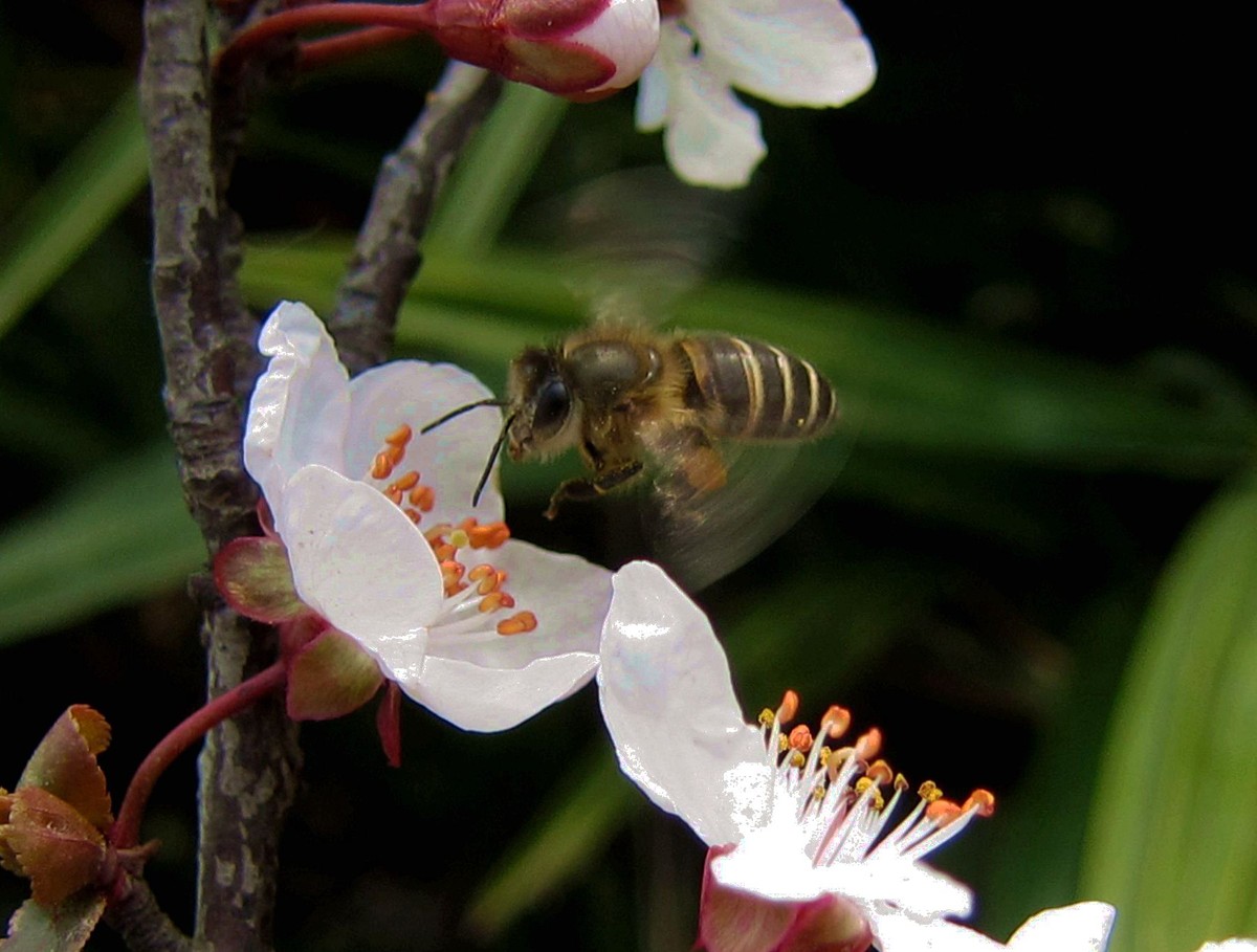 初學養蜂者的基本常識(養蜂基礎知識) 初學養蜂者的基本常識(養蜂基礎知識)