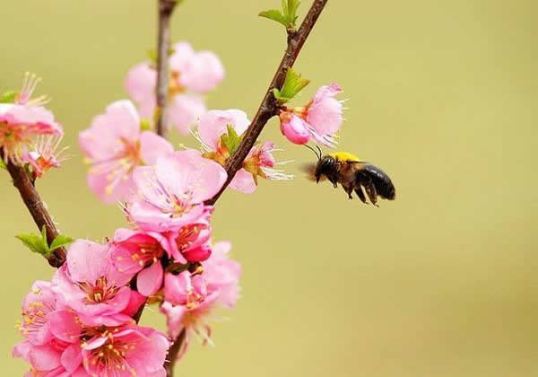 蜂王死了蜜蜂會怎樣? 蜂王