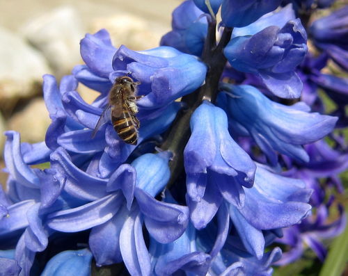 蜜蜂的分類與分工有哪幾種(常見蜜蜂種類及分類分工) 蜜蜂的分類與分工有哪幾種(常見蜜蜂種類及分類分工)