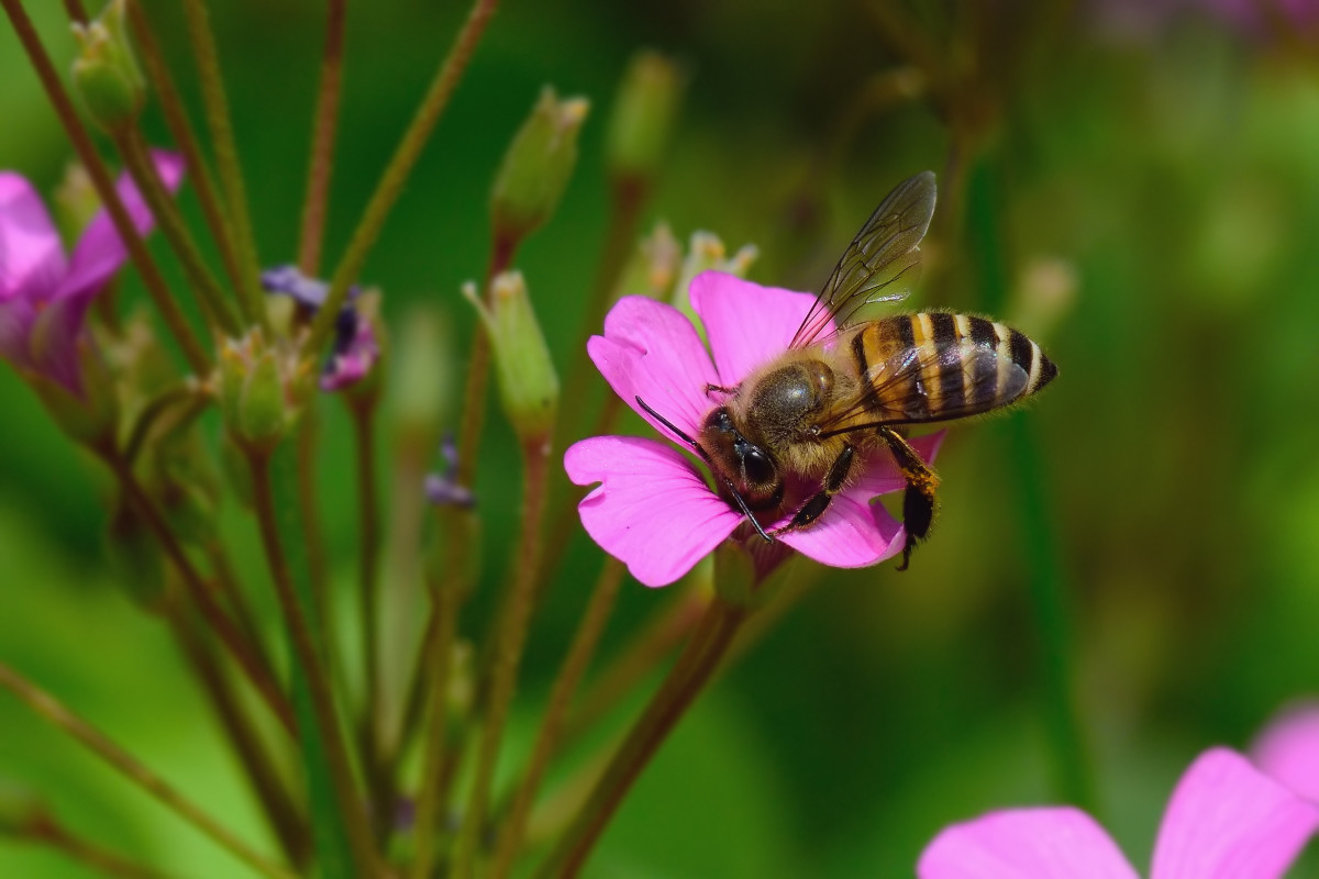 蜜蜂蜂螨怎么根治(治蜂螨不傷蜂的方法) 蜜蜂蜂螨怎么根治(治蜂螨不傷蜂的方法)