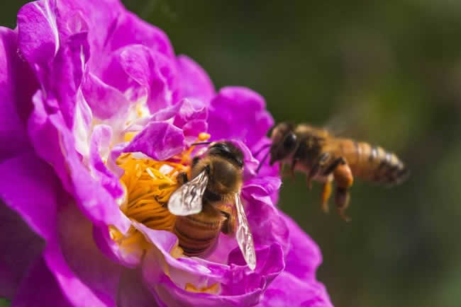 我國有多少群蜜蜂？