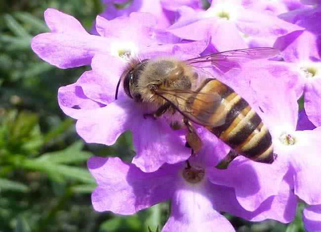我國有多少群蜜蜂？