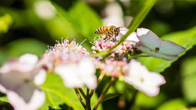 我國有多少群蜜蜂？