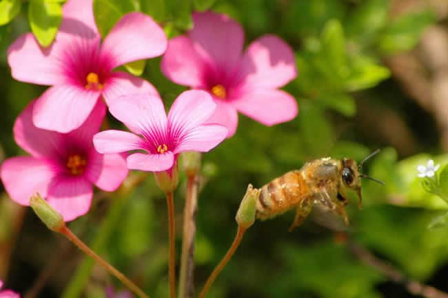 我國有多少群蜜蜂？