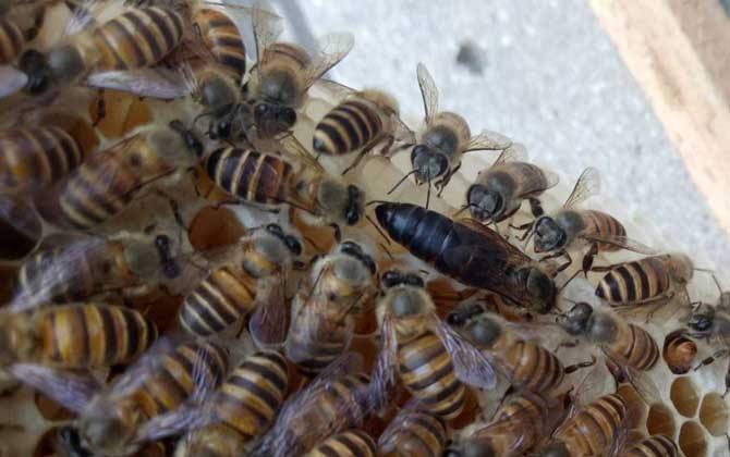 中蜂阿壩王對(duì)氣候有什么要求(阿壩中蜂是不是不耐熱) 中蜂阿壩王對(duì)氣候有什么要求(阿壩中蜂是不是不耐熱)