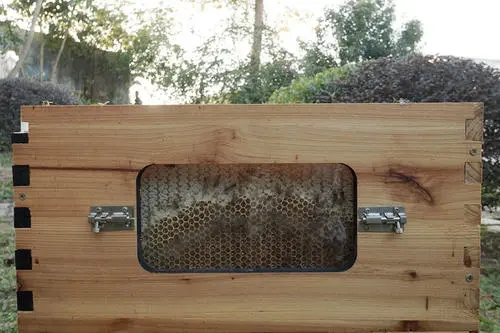 蜂箱外面有一團蜂是怎么回事(蜜蜂在蜂箱外面抱成一團是什么原因) 蜂箱外面有一團蜂是怎么回事(蜜蜂在蜂箱外面抱成一團是什么原因)