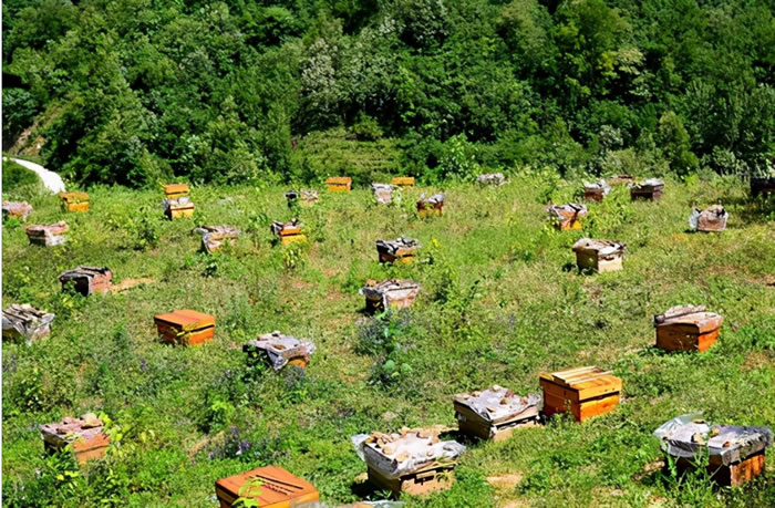 蜜蜂養(yǎng)殖十大忌諱是什么?(教你養(yǎng)蜂知識(shí)) 蜜蜂養(yǎng)殖十大忌諱是什么?(教你養(yǎng)蜂知識(shí))