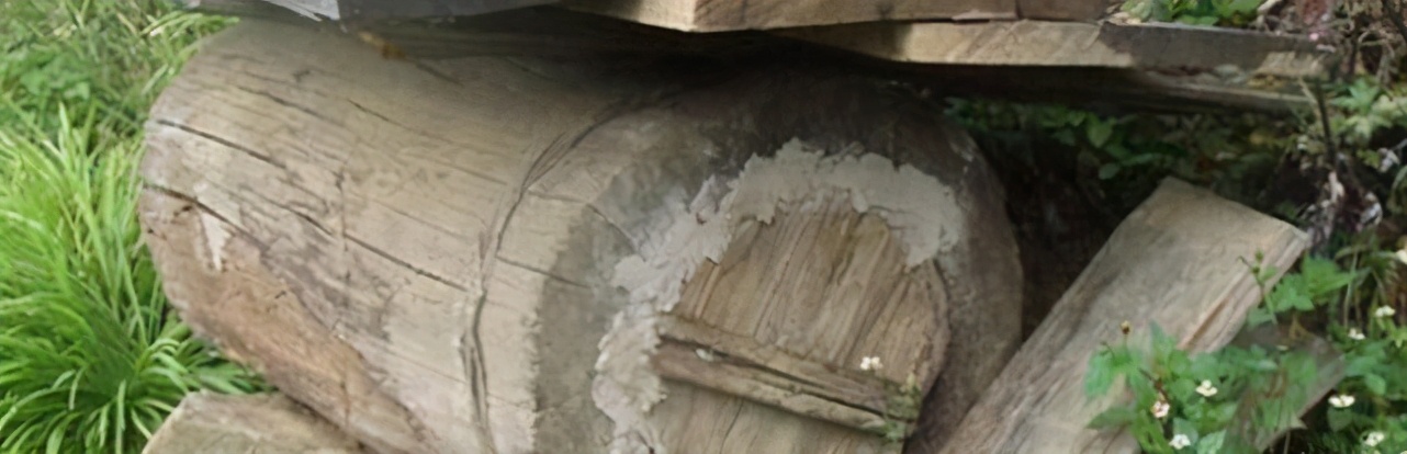 蜜蜂喜歡牛糞嗎(牛糞對蜜蜂的吸引力) 蜜蜂喜歡牛糞嗎(牛糞對蜜蜂的吸引力)