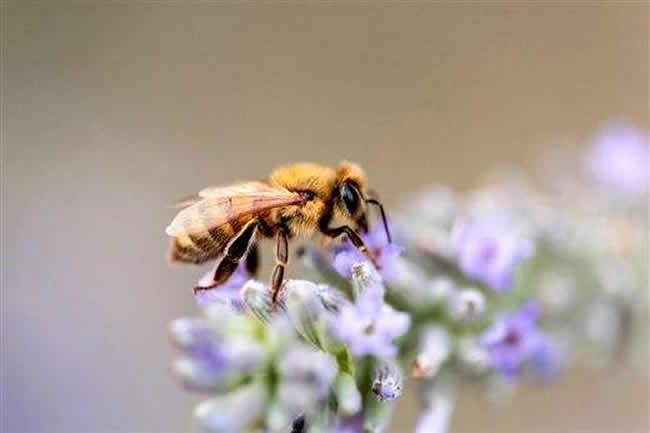 【蜜蜂知識】新手適合養什么蜜蜂? 新手適合養什么蜜蜂?