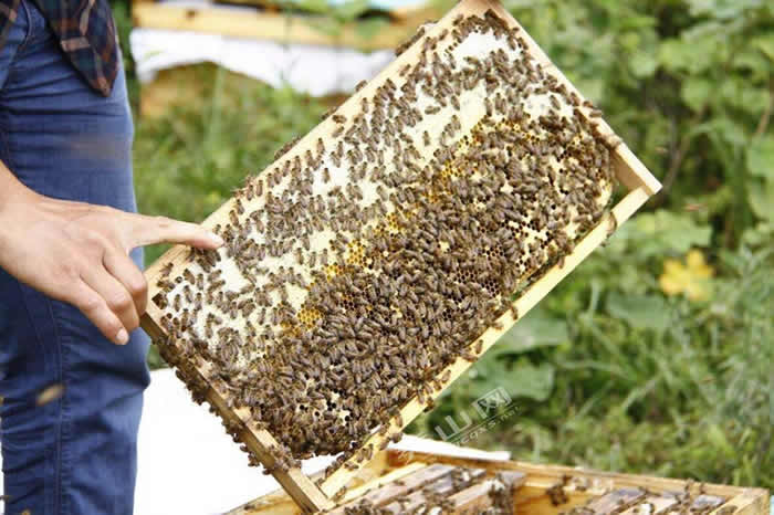 【蜜蜂知識】新手適合養什么蜜蜂? 新手適合養什么蜜蜂?