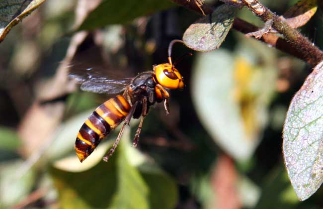 擬大虎頭蜂的毒性大嗎(虎頭蜂的毒性大嗎) 擬大虎頭蜂的毒性大嗎(虎頭蜂的毒性大嗎)