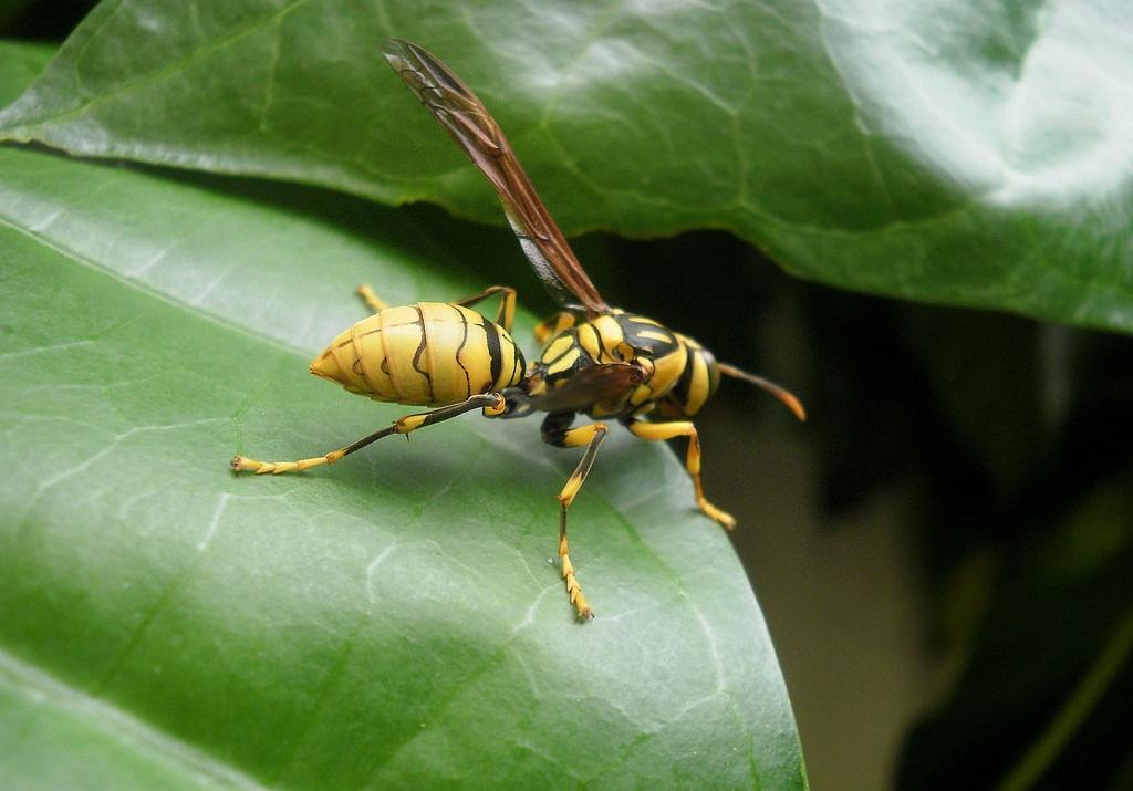 擬大虎頭蜂的毒性大嗎(虎頭蜂的毒性大嗎) 擬大虎頭蜂的毒性大嗎(虎頭蜂的毒性大嗎)