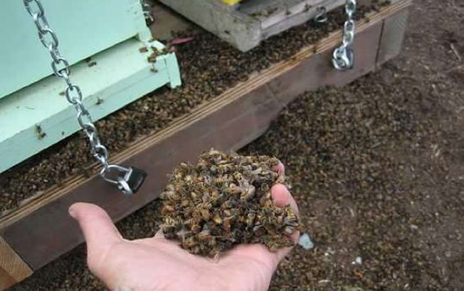 蜜蜂中毒了有哪些癥狀 蜜蜂中毒了有哪些癥狀