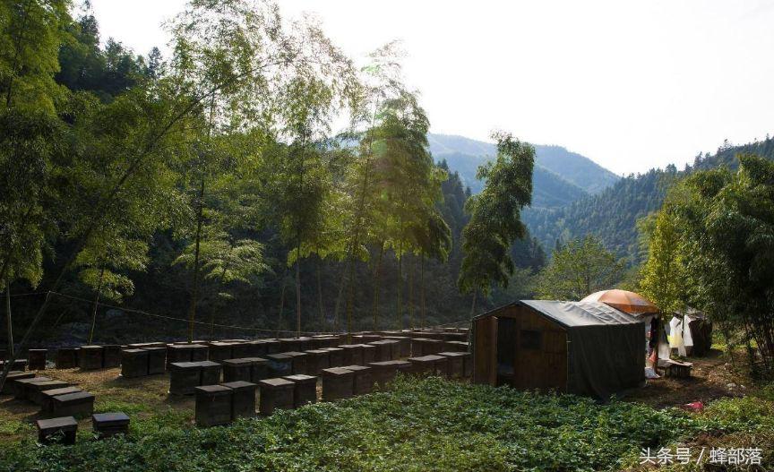 農(nóng)村養(yǎng)蜂補貼怎么拿？能拿到多少？