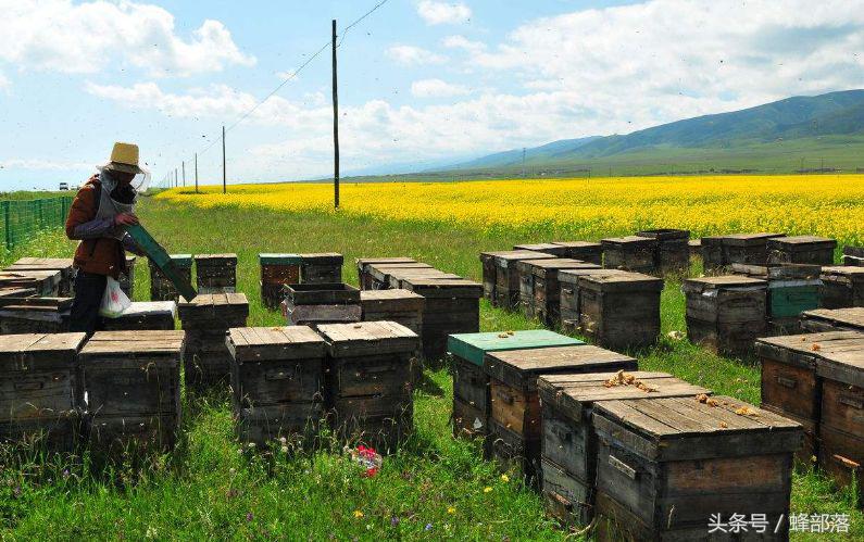 農(nóng)村養(yǎng)蜂補貼怎么拿？能拿到多少？