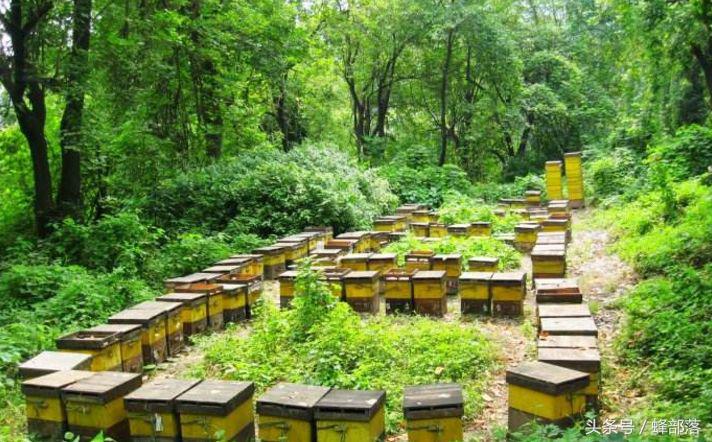 農(nóng)村養(yǎng)蜂補貼怎么拿？能拿到多少？