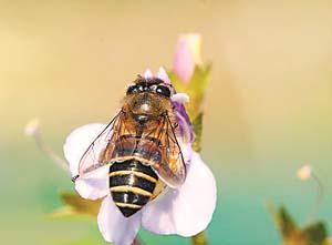 蜂場(chǎng)能同時(shí)養(yǎng)意蜂和黑蜂嗎（請(qǐng)問(wèn)東北黑蜂和意蜂能一起養(yǎng)嗎）