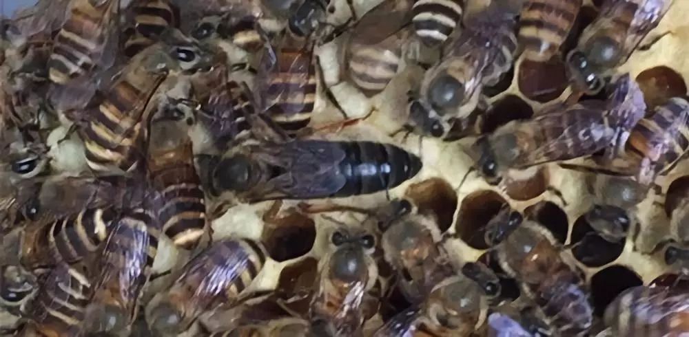 蜂場(chǎng)能同時(shí)養(yǎng)意蜂和黑蜂嗎（請(qǐng)問(wèn)東北黑蜂和意蜂能一起養(yǎng)嗎）