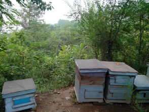 中蜂場養(yǎng)哪兩種蜂好（中蜂養(yǎng)殖，哪種蜂王好）