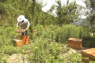 中蜂場養(yǎng)哪兩種蜂好（中蜂養(yǎng)殖，哪種蜂王好）