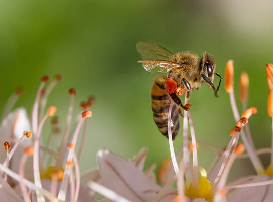 阿壩中蜂每年要換王嗎(蜂王是一年一換好還是一年兩換好) 阿壩中蜂每年要換王嗎(蜂王是一年一換好還是一年兩換好)
