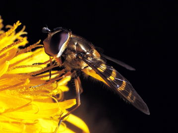 阿壩中蜂每年要換王嗎(蜂王是一年一換好還是一年兩換好) 阿壩中蜂每年要換王嗎(蜂王是一年一換好還是一年兩換好)