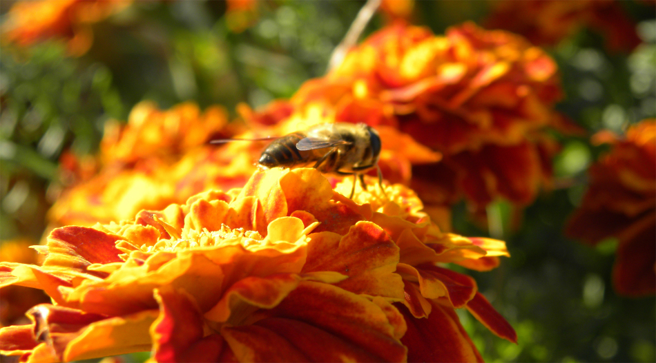 養蜂新手怎么起步（初次養蜂要注意什么）
