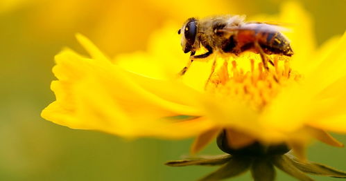 松丹一號(hào)蜂適宜溫度（論蜂群越冬）