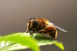 松丹一號(hào)蜂適宜溫度（論蜂群越冬）
