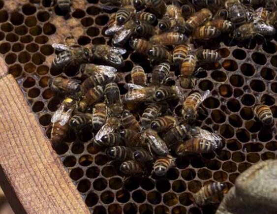 大蜂場換蜂王老王關(guān)在哪里（中蜂換王老王怎么處理 ）