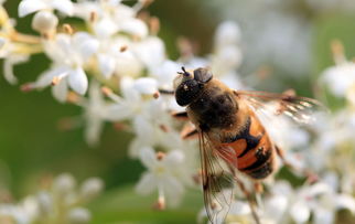 阿壩中蜂比普通中蜂要大嗎（個(gè)頭最大的中蜂品種是什么）