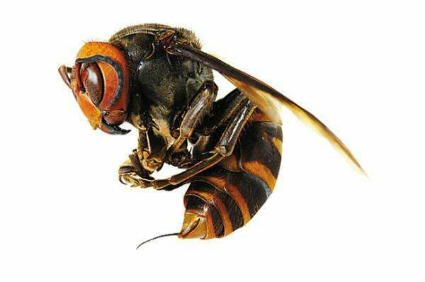 大虎頭蜂 <p> 中國大虎頭蜂,亦叫做“金環胡蜂”,又名:中華大虎頭蜂、桃胡蜂、人頭蜂、葫蘆蜂或馬蜂等多種叫法,屬膜翅目胡蜂科,是我國虎頭蜂品種中最大的一種,也是世界五大毒蜂之一。“虎頭蜂”是民間的俗稱,因其頭大似老虎,性情暴躁兇猛如虎,全身長有虎斑紋,所以人們稱作“虎頭蜂”。</p> <h2> 分布范圍</h2> <p> 大虎頭蜂的分布分為不廣,主要分布在我國的福建、廣東兩省以及廣西東部地區,生活環境以海拔1300米以下的丘陵、地山地區。虎頭蜂屬群居性昆蟲,一般一個群體包括蜂王以及占絕大多數的工蜂,而工蜂中大部分以雌蜂居多,雄峰占比較少。大虎頭蜂一般筑巢于樹枝、地窟等等環境,一般一個群體數量有上千只,大的群體數量可達上萬只。</p> <h2> 形態特征</h2> <p> 大虎頭蜂一般體長28~40mm左右,頭部為橙黃色,胸部幾乎全是黑色,前胸兩側為紅褐色,大顎發達,腹部末端的螫針和毒腺相連,身長虎斑紋。</p> <h2> 生活習性</h2> <p> 大虎頭蜂以各類昆蟲為食,如雜食性昆蟲等,幼蟲則以毛毛蟲等昆蟲的幼蟲為食物,因此起到自然界病蟲害的大規模繁殖抑制的作用,長大成蟲后以果實或樹木汁液為食。一般在每年的4月~5月間開始繁殖,6月~7月間長成成蜂,10以后就開始外出覓食,如遇食物匱乏時節也會自相殘殺,一到冬季,基本上就難以尋覓大虎頭蜂的蹤跡。</p> <h2> 毒性分析</h2> <p> 大虎頭蜂蜂毒一種毒蛋白,成份為氨基酸,人被蜇以后,蜂毒會進入體,使人出現中毒現象,如紅腫、奇癢、刺痛等過敏癥狀,嚴重時會使人休克或死亡;據有關統計,一個成年人被大虎頭蜂叮咬200次左右,才會有生命危險。</p> <h2> 被蜇后怎么處理</h2> <p> 如若被大虎頭蜂叮咬后,最好的治療辦法就是在被叮咬處使用3%的蘇打水和鹽水涂抹傷口,中和毒性,如若出現腫脹或疼痛,可進行冰敷處理,基本上可以緩解大部分的疼痛,同時大虎頭蜂的刺是不能直接強行拔出的,會使更多的蜂毒注入人體,引起二次傷害,最好是處理好傷口后立即到正規醫院進行后續的處理。</p> <h2> 如何防止被大虎頭蜂叮咬</h2> <p> 1.不要主動干擾或攻擊大虎頭蜂;</p> <p> 2.外出郊游不要穿鮮艷顏色的衣服,也不要涂抹香水,甚至是芳香味的洗發液或除汗劑;</p> <p> 3.盡量長褲長袖上山;</p> <p> 4.如遇大虎頭蜂不要驚慌,也不要奔跑,緩慢遠離即可。</p> <h2> 藥用價值</h2> <p> 大虎頭蜂雖然毒性強烈,但卻有非常好的藥用價值,可以當做藥材使用,民間偏方常用大虎頭蜂、虎頭蜂窩泡酒治療風濕病的做法,《神龍本草經》有記載,蜂巢,中醫稱之為露蜂房。認為其味苦,平,毒。民間有直接咀嚼干凈治療鼻炎效果明顯,對蟲牙、風熱牙痛效果明顯,對食道癌,胃癌等也有較好效果,可緩解病情,延長生命。</p> <p> <font color="red">總結:</font>大虎頭蜂具有十分致命的攻擊力,但本身不會主動攻擊,但大虎頭蜂毒性很大,如若是大虎頭蜂群體攻擊則能輕易致人死亡,所以遇到大虎頭蜂不要輕易驚擾,保持一定的安全距離,畢竟被毒蜂蜇了可不是鬧著玩的。</p>