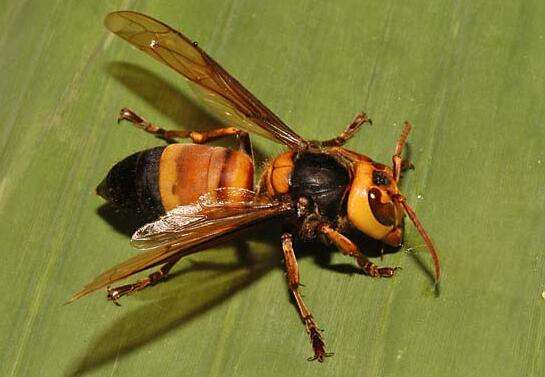 大虎頭蜂 大虎頭蜂