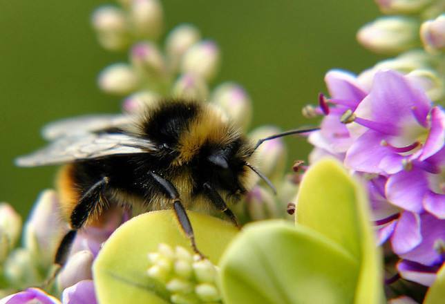 養蜂怎樣讓蜂群多產蜜