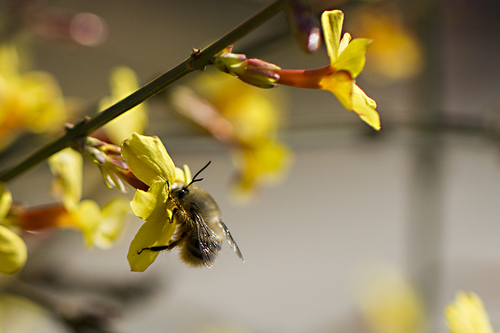 新手養(yǎng)蜂什么時候建蜂場最合適(養(yǎng)蜂需要什么樣的場地) 新手養(yǎng)蜂什么時候建蜂場最合適(養(yǎng)蜂需要什么樣的場地)