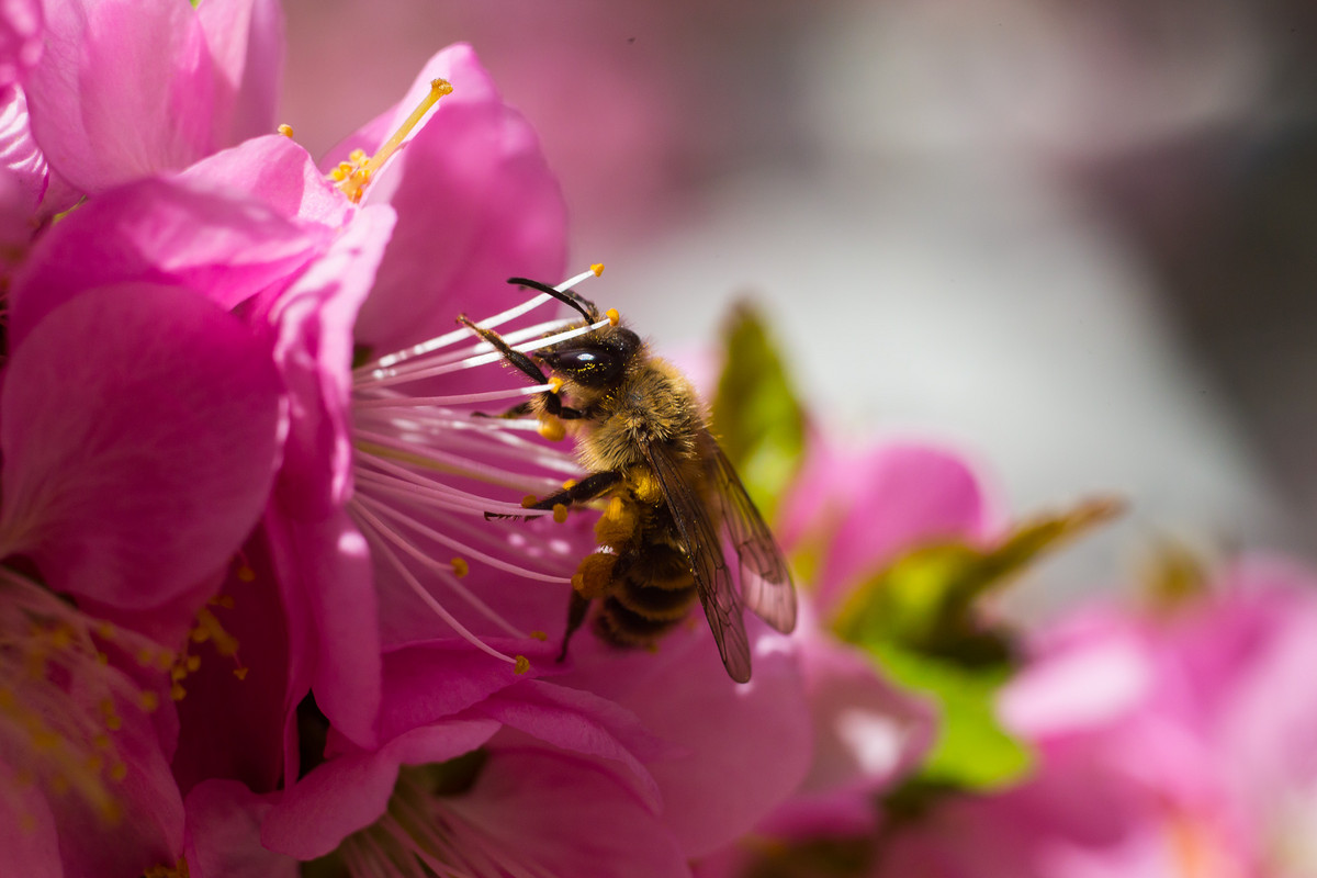 新手養(yǎng)蜂什么時候建蜂場最合適(養(yǎng)蜂需要什么樣的場地) 新手養(yǎng)蜂什么時候建蜂場最合適(養(yǎng)蜂需要什么樣的場地)