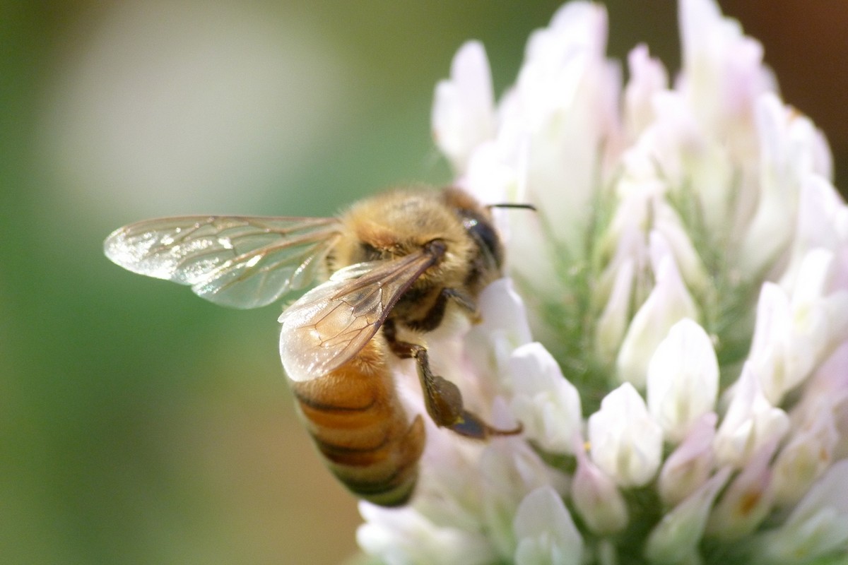 工蜂壽命從何時(shí)開(kāi)始算起(工蜂能活多長(zhǎng)時(shí)間) 工蜂壽命從何時(shí)開(kāi)始算起(工蜂能活多長(zhǎng)時(shí)間)