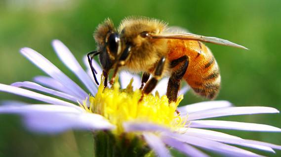 網購中蜂阿壩王質量如何（網上買中蜂怎么樣）