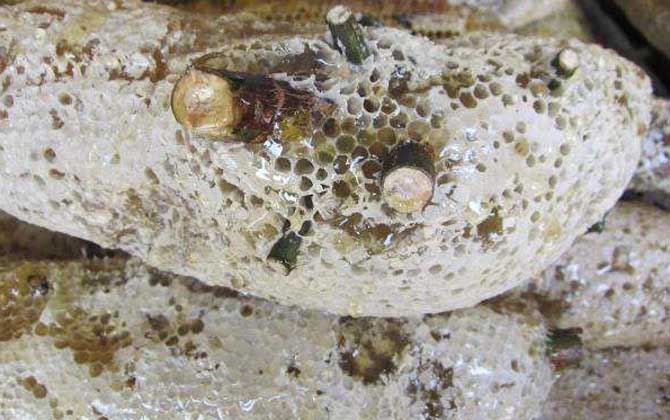 小蜜蜂一共分為幾種 小蜜蜂一共分為幾種