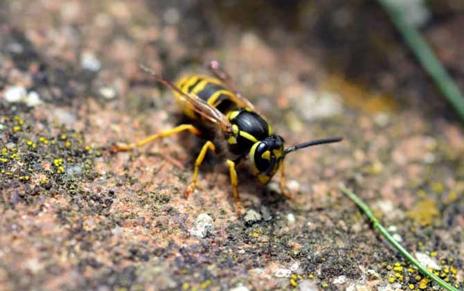 蜜蜂和馬蜂在家打窩是壞事嗎（蜜蜂和馬蜂來家里是福還是禍？）