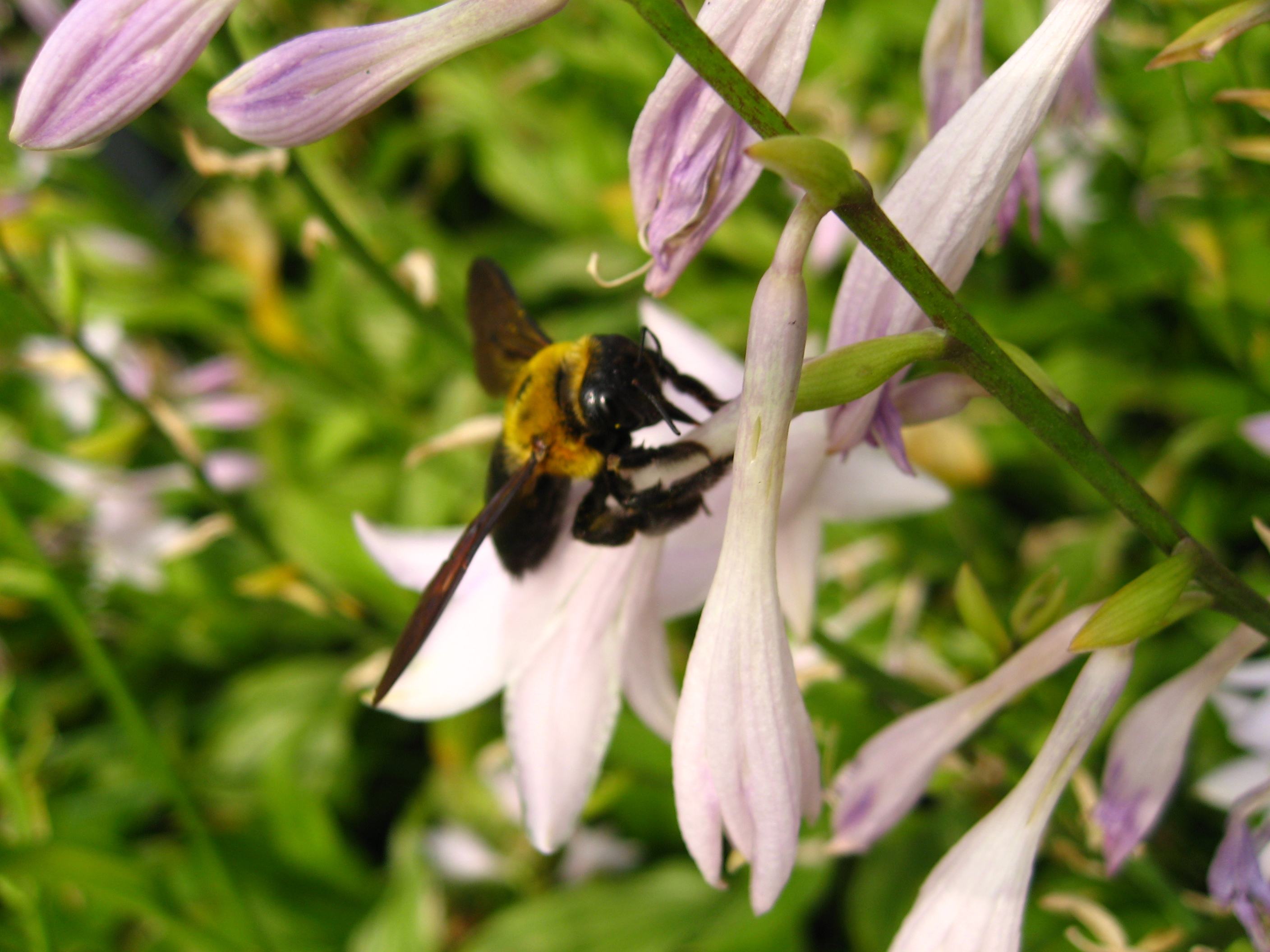 【蜜蜂知識(shí)】怎樣從蜂團(tuán)中找到蜂王? 怎樣從蜂團(tuán)中找到蜂王?